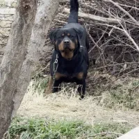 واگذاری سگ نگهبان روتوایلر نر وارداتی پوزه دلقکی