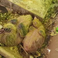 کبوتر پرشی و تزئینی|پرنده|گرمسار, |دیوار