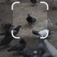 کبوتر|حیوانات|پارس‌آباد, |دیوار