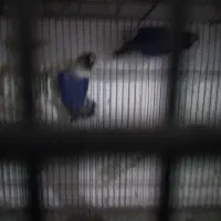 یه جفت  برزیلی مولد شرط کار