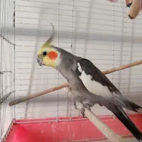 جفت عروس هلندی