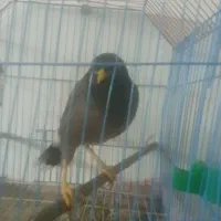 واگذاری مرغ مینا سخنگو