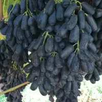 نهالستان صنوبر و گردو و بادام دیرگل ظمانتی|خدمات باغبانی و درختکاری|تهران, امام زاده عبدالله|دیوار