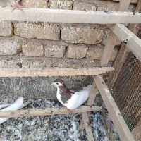 کفتر رنگی|پرنده|قم, بقیع|دیوار