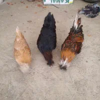 مرغ وخروس لهستانی