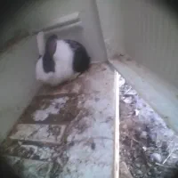 خرگوش|موش و خرگوش|نوشین شهر, |دیوار