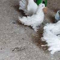 کبوتر زینتی