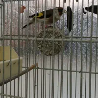 سهره کیاسر دهن بلبلی|پرنده|صباشهر, |دیوار