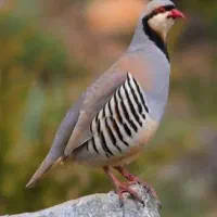 جوجه دوماهه