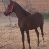 اسب عرب ایرانی اصل