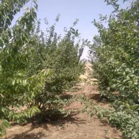 باغ وزمین|فروش دفتر صنعتی، کشاورزی، تجاری|کامیاران, |دیوار