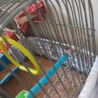 فنج نر|پرنده|تهران, بهداشت|دیوار