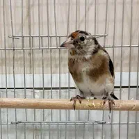جوجه سهره نیم رنگ قلدر آوج در رزن|پرنده|رزن, |دیوار