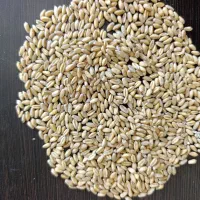 گندم و جو|عمده‌فروشی|خمین, |دیوار