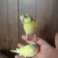 مرغ عشق دستی