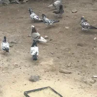 فروش کبوتر اوچان