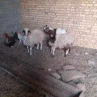 بره و بزغاله|حیوانات مزرعه|خلیل آباد, |دیوار