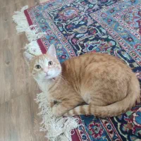 واگذاری گربه