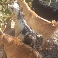 4راس بزغاله شیرمست نژاد عالی