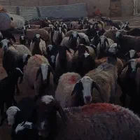 معاوضه نداریم