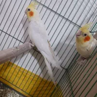 عروس هلندی|پرنده|رامشیر, |دیوار