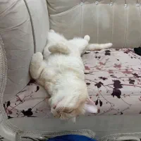 گربه اسکاتیش گلد|گربه|مشهد, حسین‌آباد|دیوار