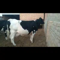 گاو|حیوانات مزرعه|نیشابور, خط کاشمر|دیوار