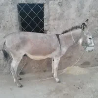 نرخره دوسال جوان