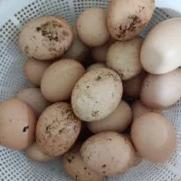 تخم مرغ محلی