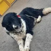 وگذاری سگ قهدریجانی