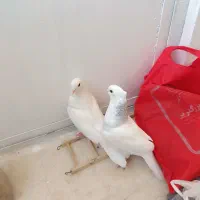 کبوتر طوقی|پرنده|اصفهان, بهارستان|دیوار