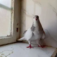 کبوتر