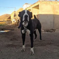 سگ افغان