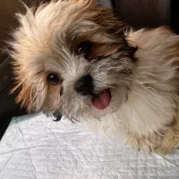 شیتزو سوپر فلت