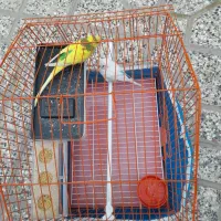 مرغ عشق|پرنده|لنجان, |دیوار