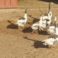 ۶ عدد غاز محلی