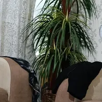 دو عدد درخت مصنوعی برای دیکور خانه
