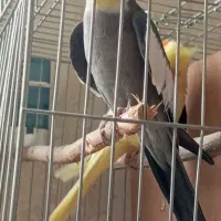 عروس سخنگو|پرنده|اردبیل, |دیوار