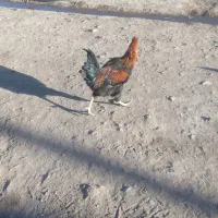 خروس  محلی|حیوانات مزرعه|عطاملک, |دیوار