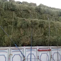 یونجه درجه 1 بشرط تحویل دامداری