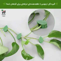 گیره نگهدارنده برگ (ارسال رایگان)|گل و گیاه طبیعی|قم, دروازه ری|دیوار
