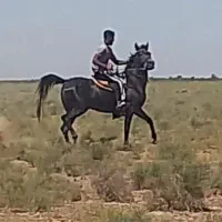 مادیان ۳سالو نیم