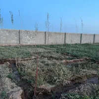 قطعه ویلایی دو نبش بارانلو