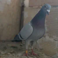 کفتر مسافتی