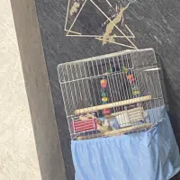 ۲تا قفس در حد