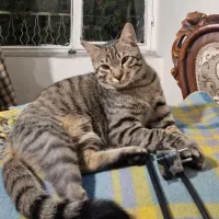 واگذاری گربه DSH شش ماهه آروم وسالم