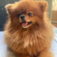 برا جفت زدن با مادهای اصیل شرایط نقدی|سگ|رشت, حمیدیان|دیوار