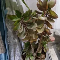 گلهای خانگی|گل و گیاه طبیعی|خمینی‌شهر, |دیوار