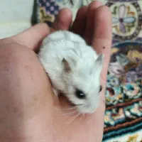 همستر|موش و خرگوش|چهارباغ, |دیوار