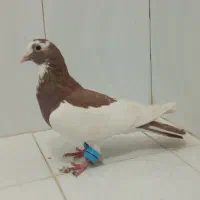 دو تا کفتر نر پرشی